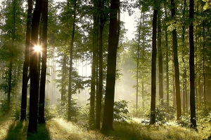 Oak trees forest